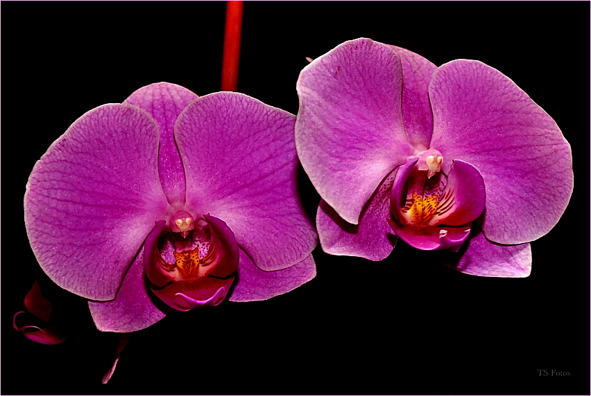 Orchideen -Träume