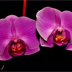 Orchideen -Träume