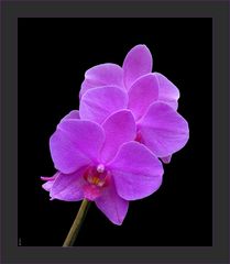 Orchideen-Traube