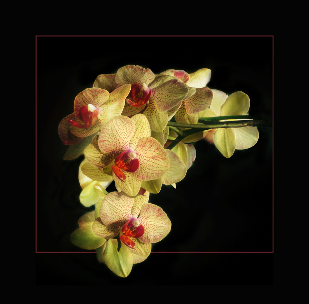Orchideen - Traube-reload