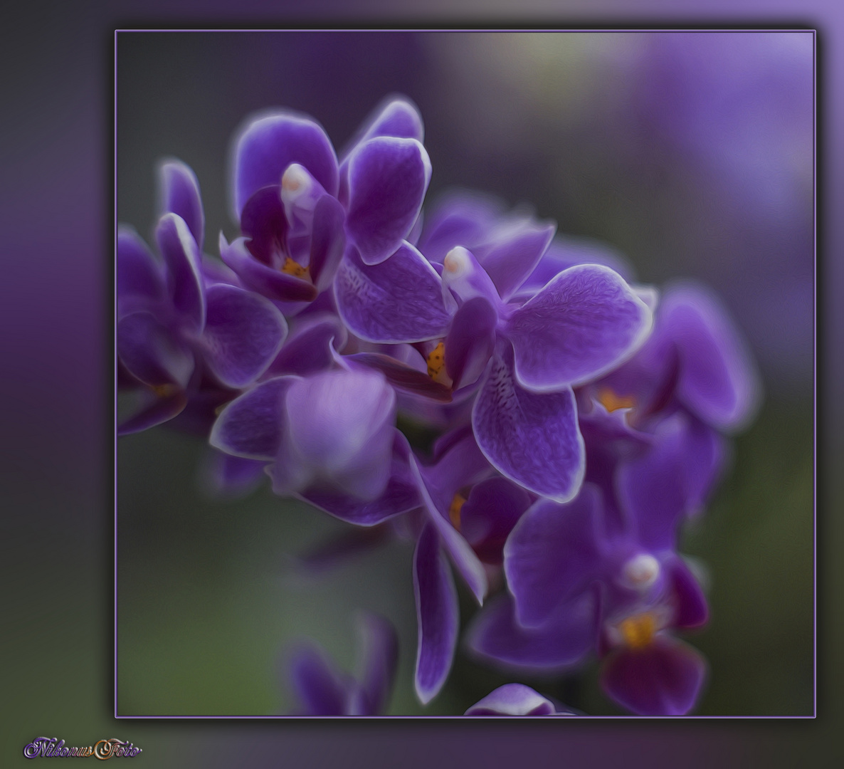 Orchideen Traum