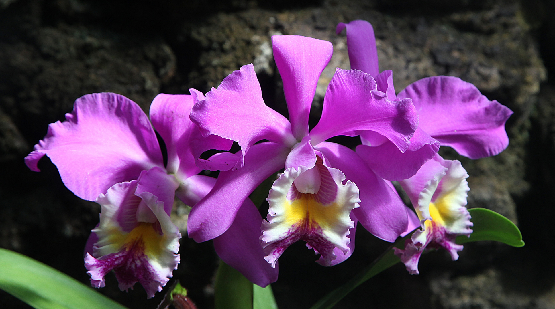 Orchideen-Trio ..