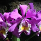 Orchideen-Trio ..