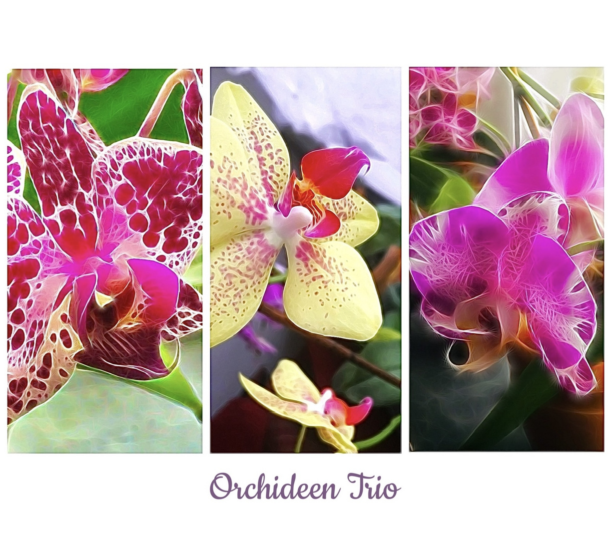 Orchideen Trio