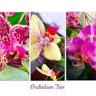 Orchideen Trio