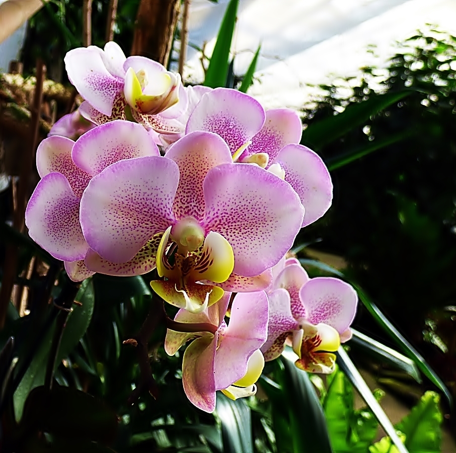 Orchideen und andere tropische Pflanzen . . .