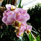 Orchideen und andere tropische Pflanzen . . .