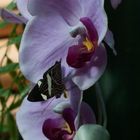 Orchideen und Schmetterling