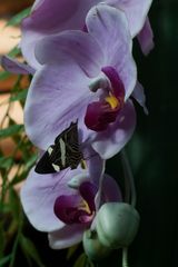 Orchideen und Schmetterling