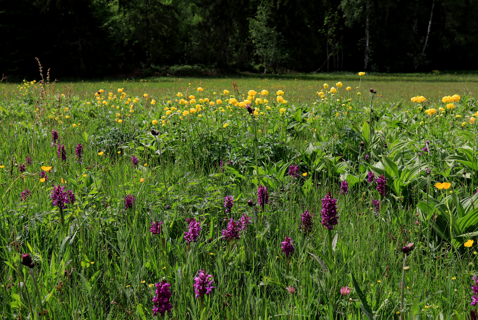 Orchideen und Trollblumen