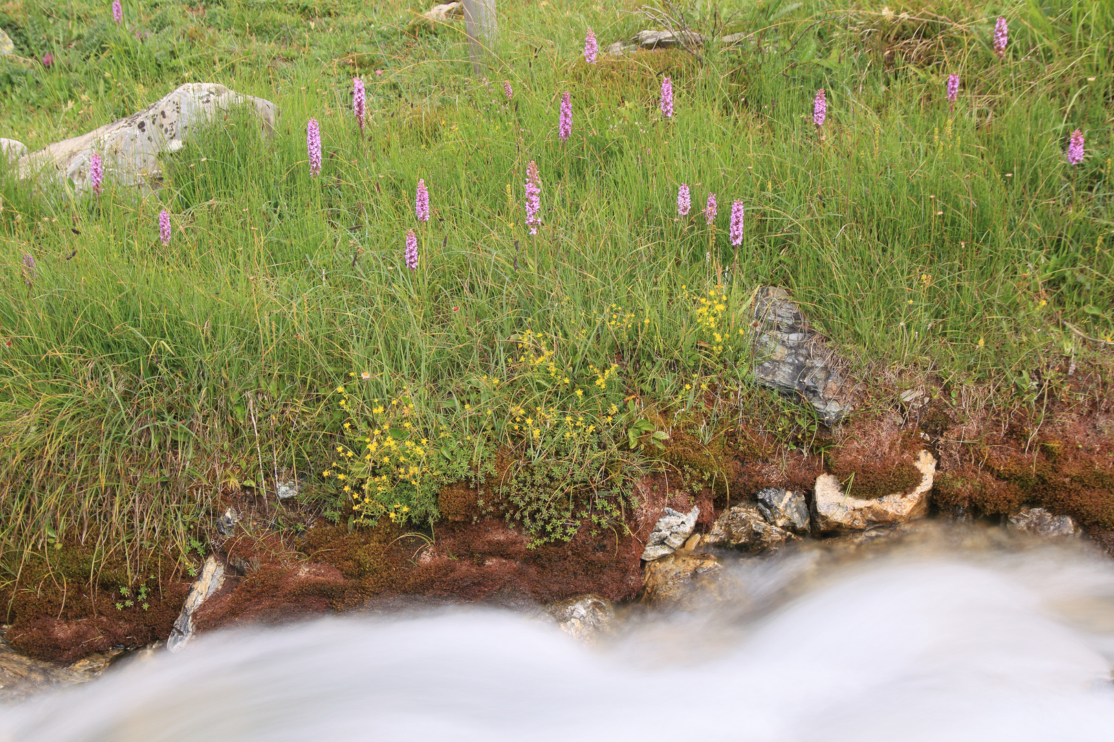 Orchideen und Wildwasser