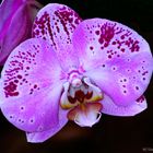 Orchideen V
