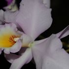 Orchideen V