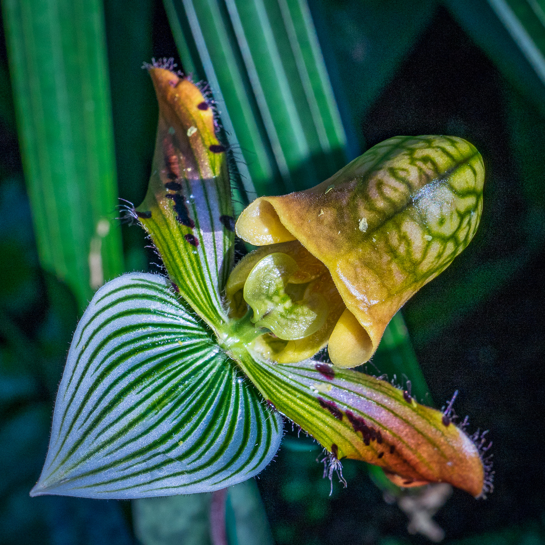 Orchideen V - Berggarten Hannover