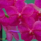 Orchideen Vanda Pink