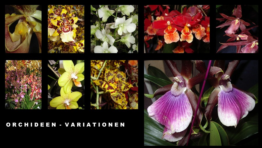 Orchideen-Variationen (II)