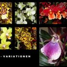 Orchideen-Variationen (II)