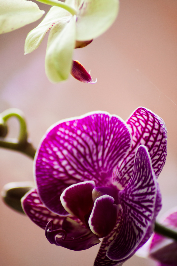 Orchideen vereint