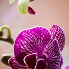 Orchideen vereint