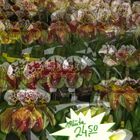 Orchideen-Verkaufsstand