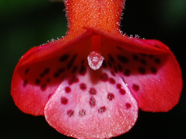 Orchideen VI