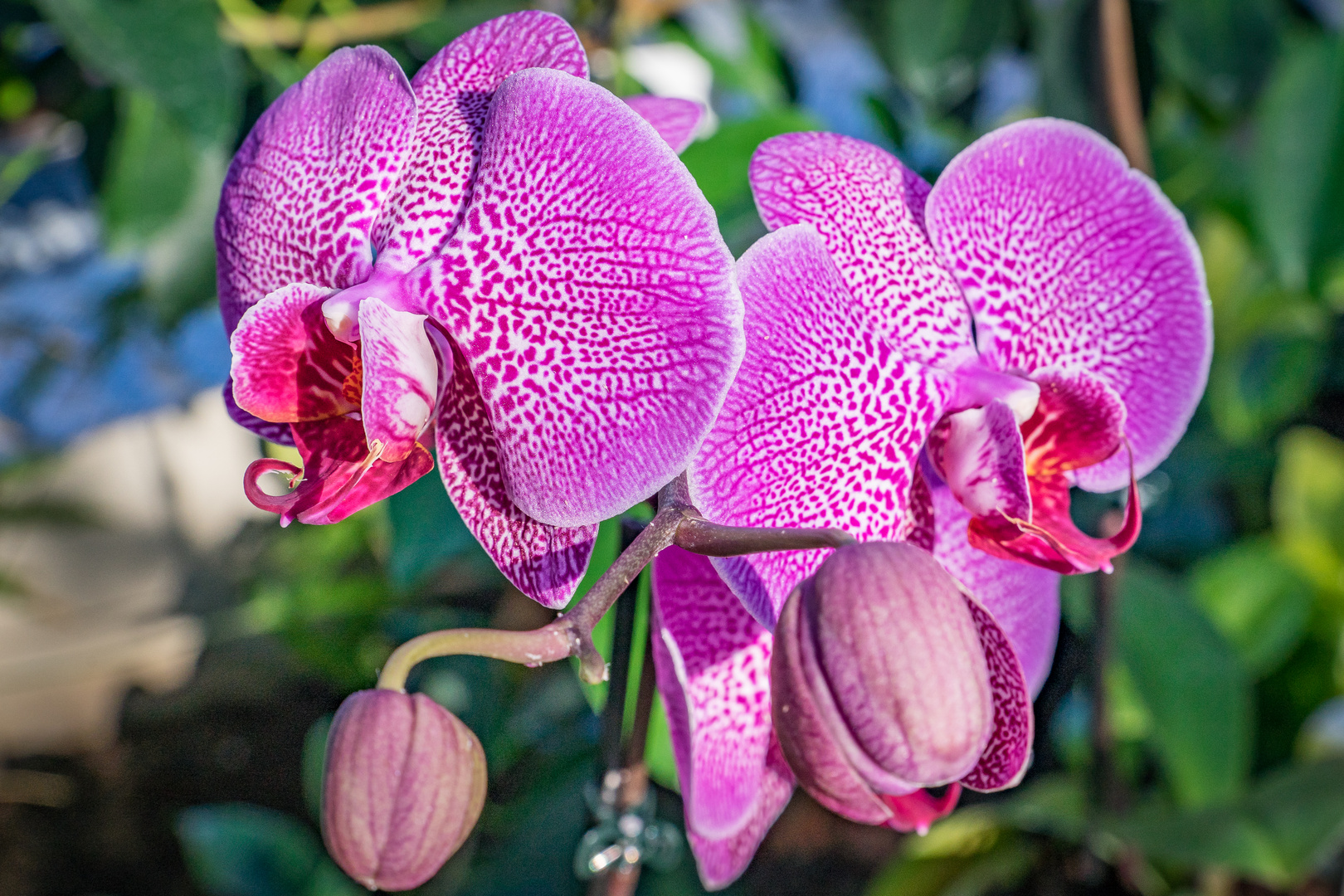 Orchideen VI - Berggarten Hannover