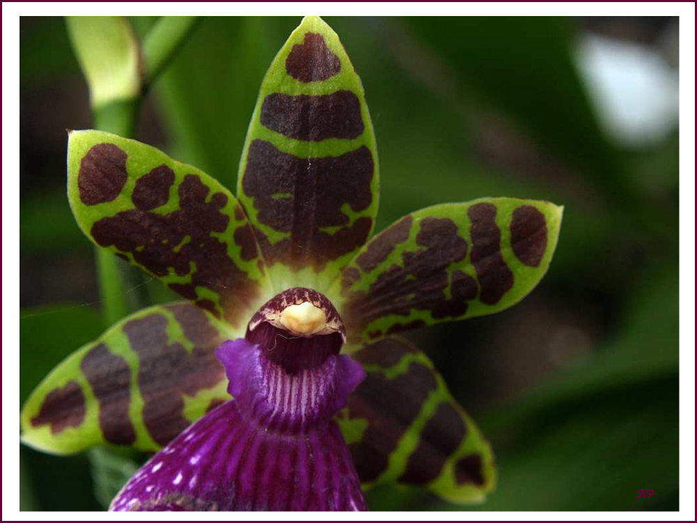 Orchideen-Vielfalt (2)