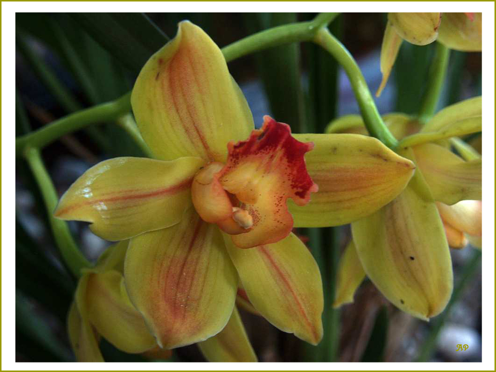 Orchideen-Vielfalt (4)