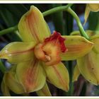 Orchideen-Vielfalt (4)