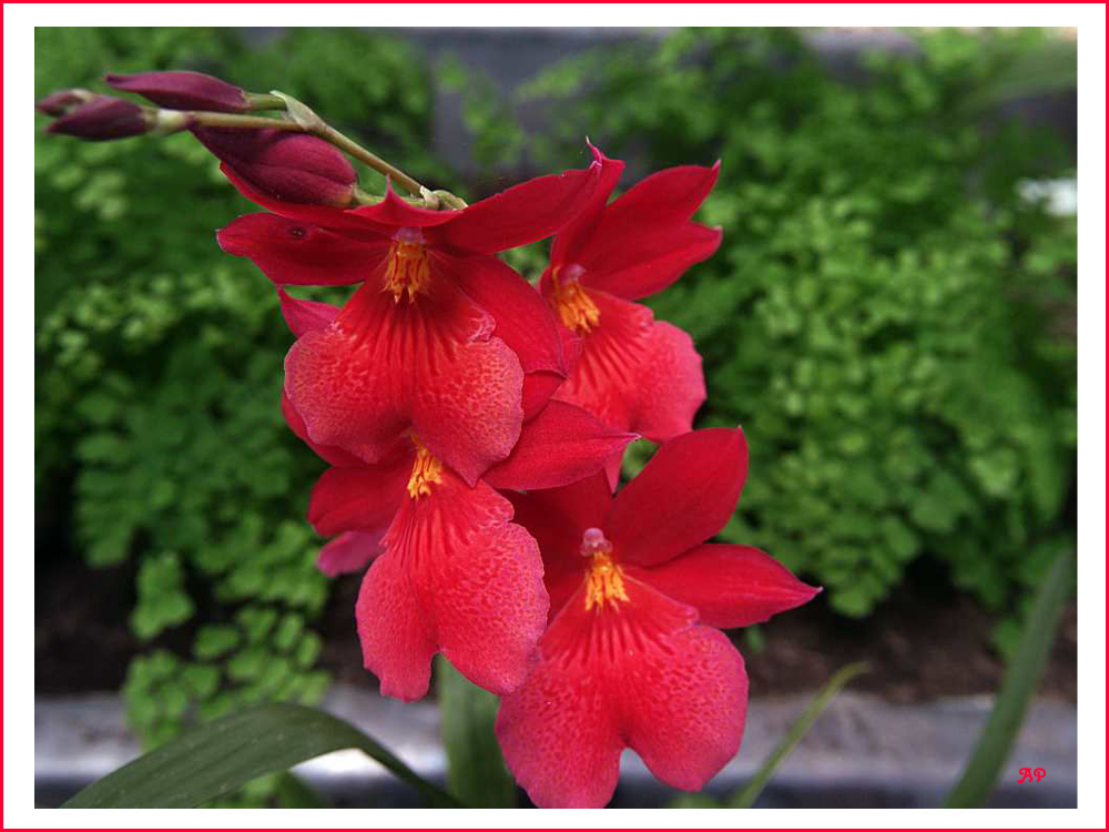 Orchideen-Vielfalt (5)