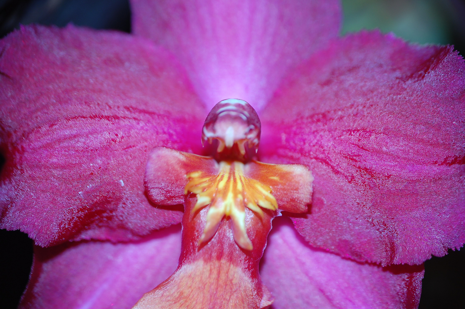 Orchideen VII