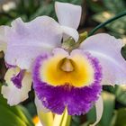 Orchideen VIII - Berggarten Hannover