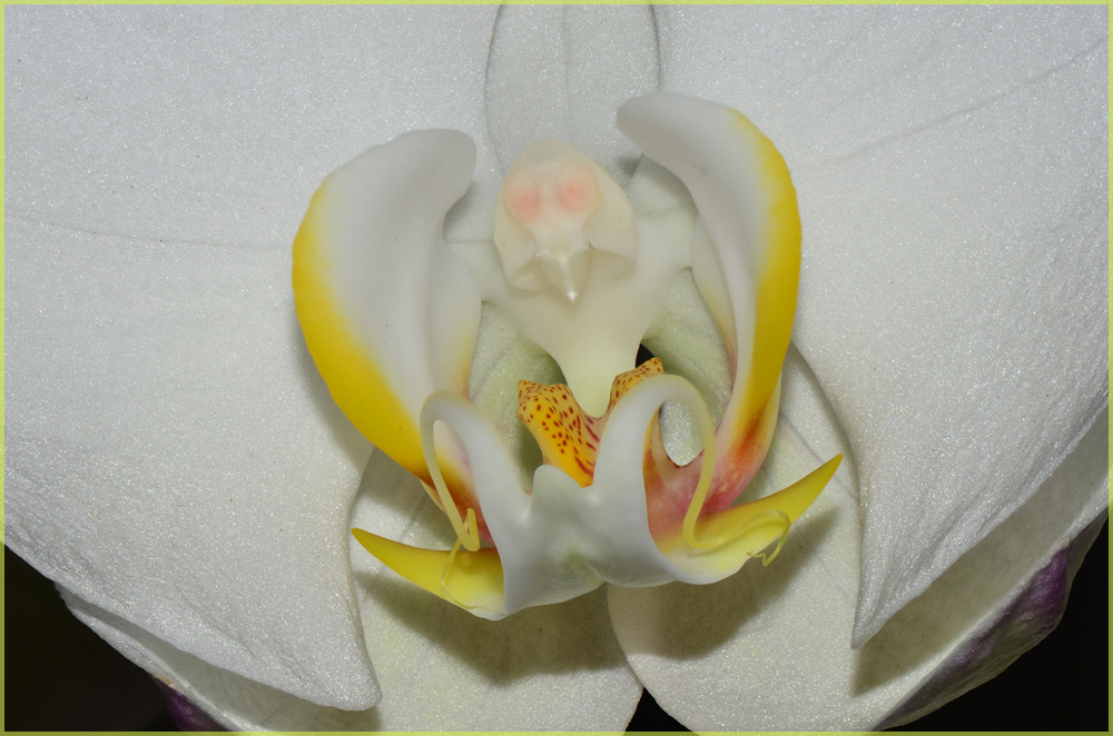 Orchideen-Vögelchen 02