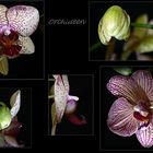 Orchideen vom Fensterbank`l in einigen Entwicklungsstufen