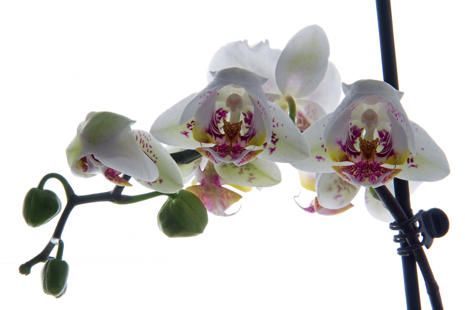 Orchideen vom Fensterbrett