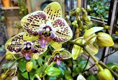 Orchideen von der LAGA in Zülpich