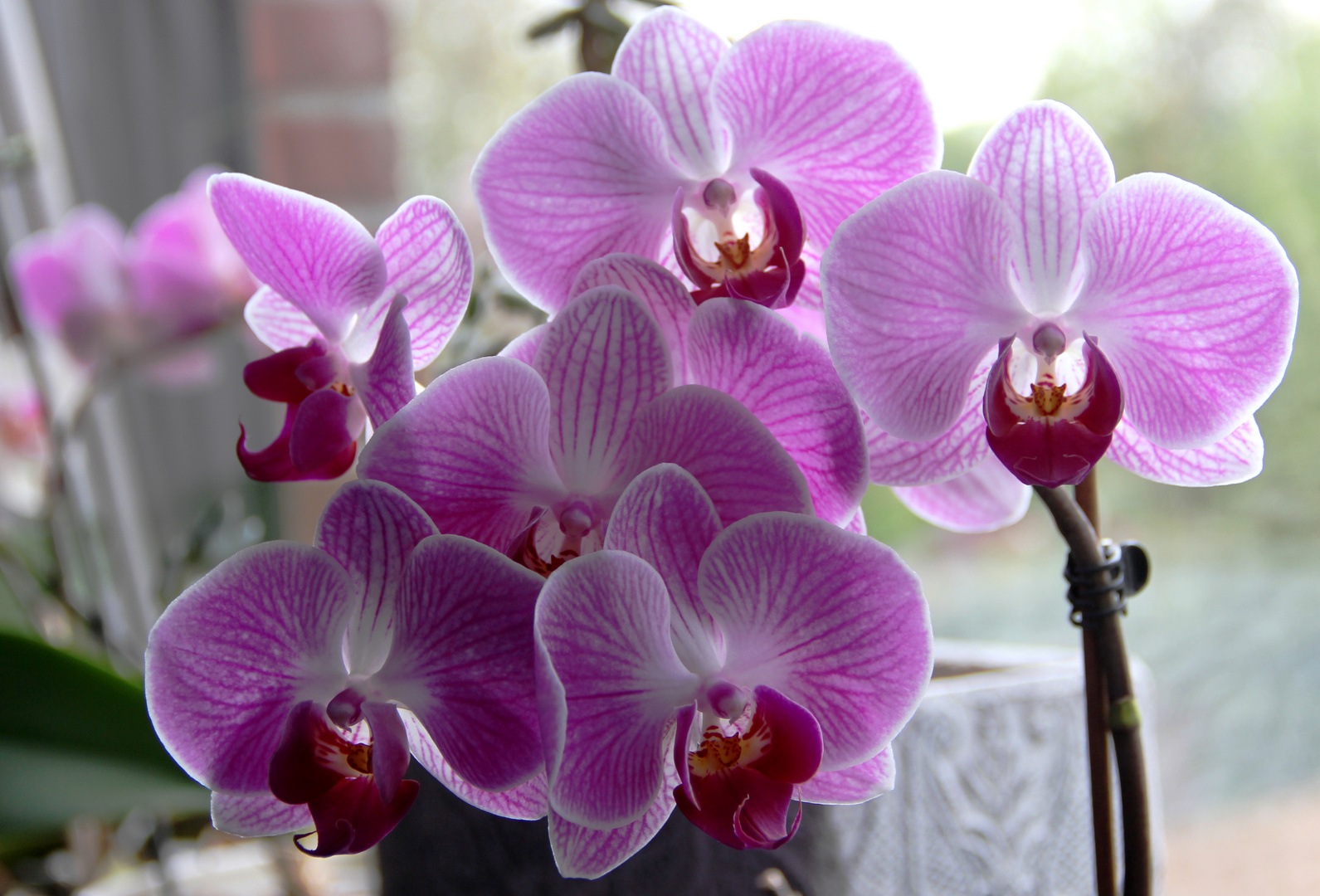 Orchideen vor dem kühlen Fenster