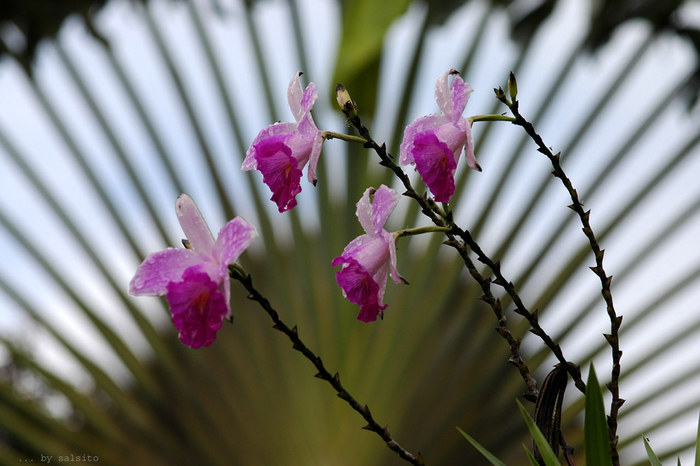 Orchideen vor Fächerpalme