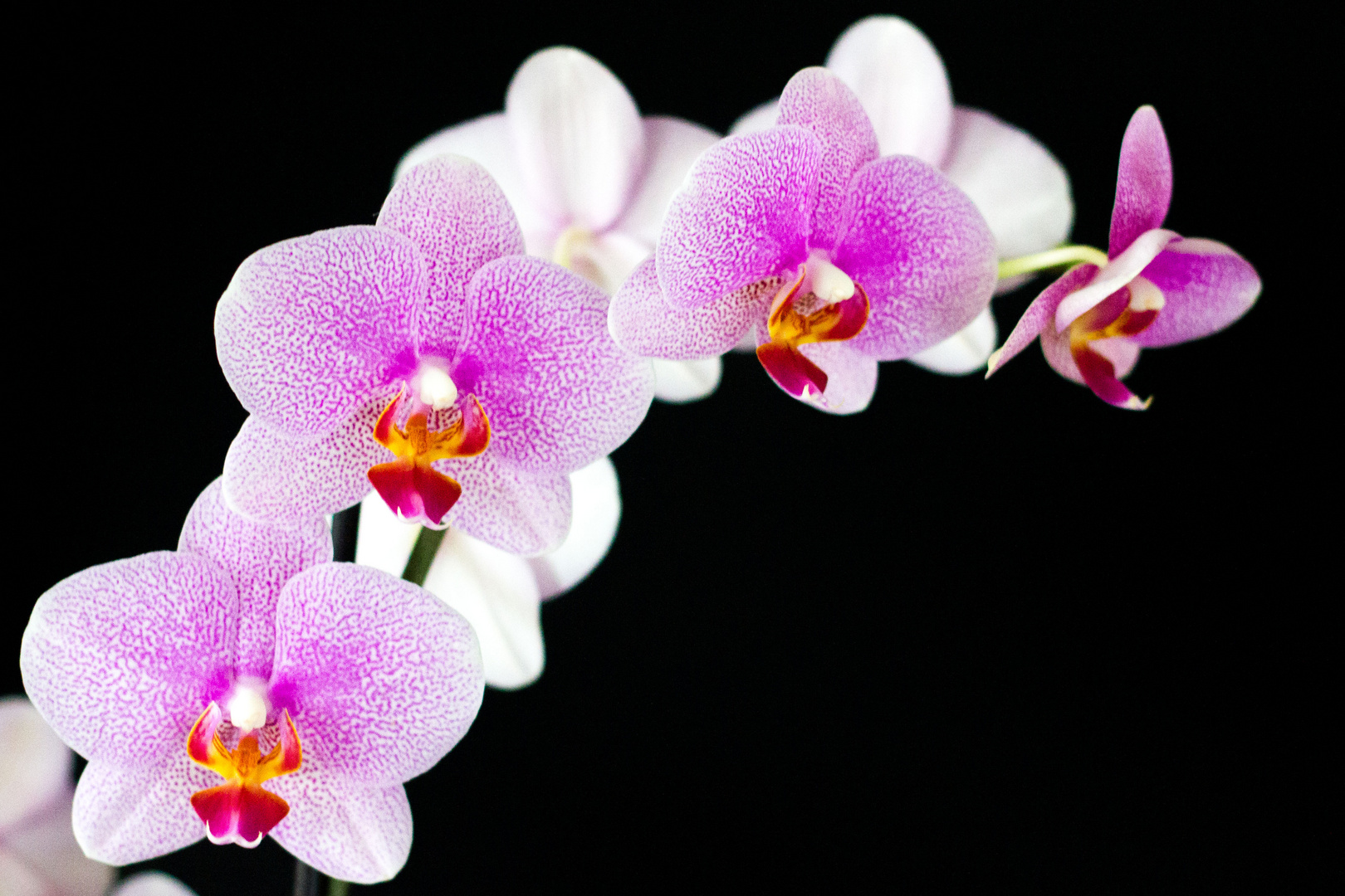 Orchideen vor schwarzem Hintergrund