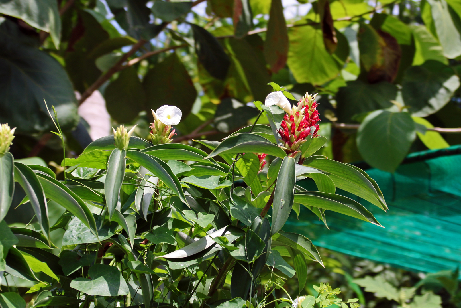 Orchideen wachsen nicht nur auf den Farmen