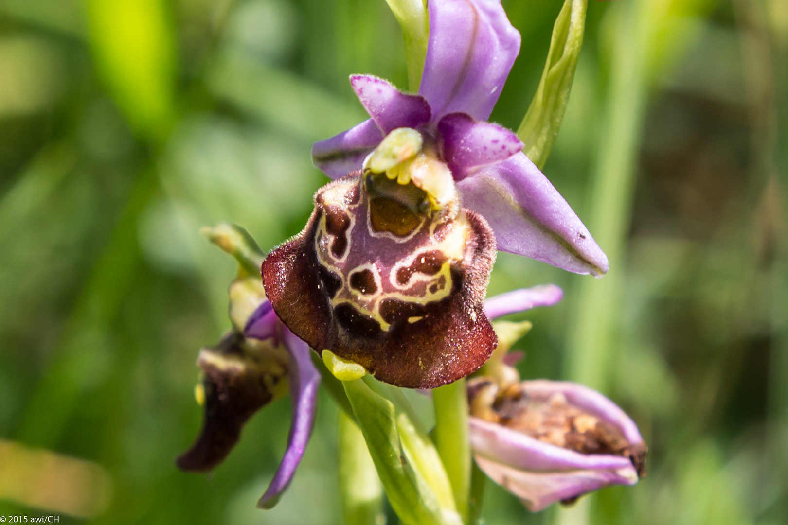 Orchideen-Wanderung I: Hummel-Ragwurz (Ophrys holoserica)