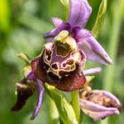 Orchideen-Wanderung I: Hummel-Ragwurz (Ophrys holoserica)