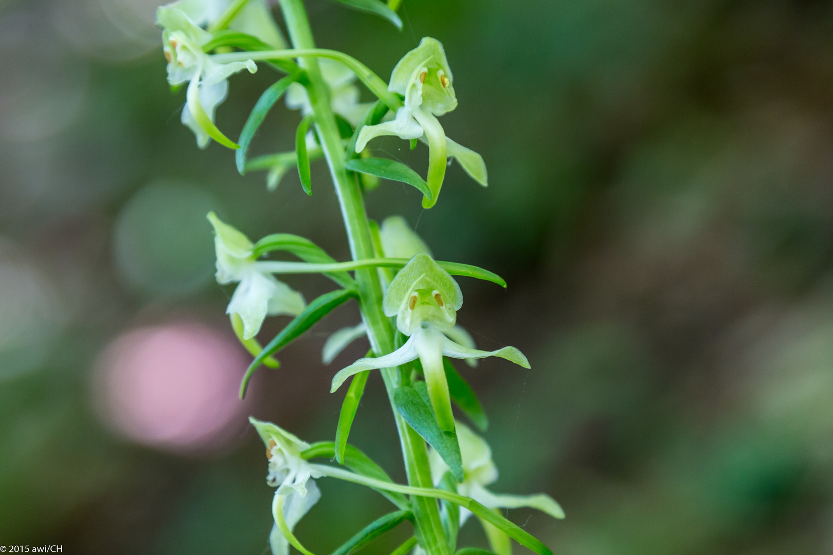 Orchideen-Wanderung III: Grünliche Waldhyazinthe (Platanthera chlorantha)