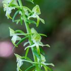 Orchideen-Wanderung III: Grünliche Waldhyazinthe (Platanthera chlorantha)