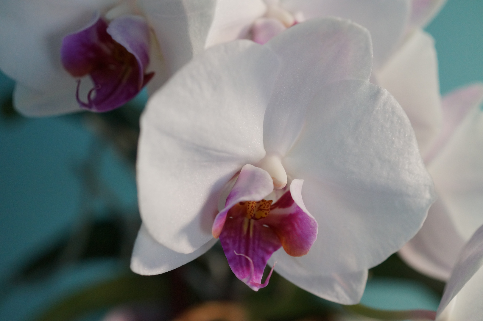Orchideen, weiß, 19.02.2022