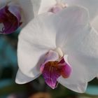 Orchideen, weiß, 19.02.2022