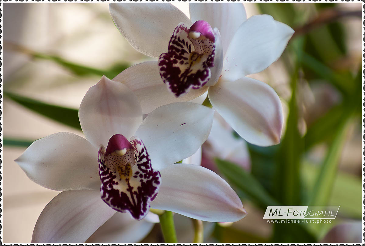 Orchideen Weiß Purpur
