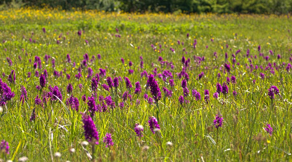 Orchideen-Wiese