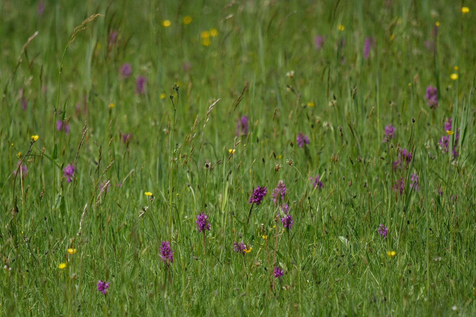 Orchideen - Wiese in Mecklenburg - Vorpommern