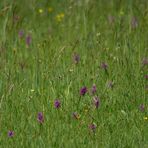 Orchideen - Wiese in Mecklenburg - Vorpommern